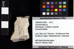 Foto (Objket + Etiketten) von Goniodromites sp. 